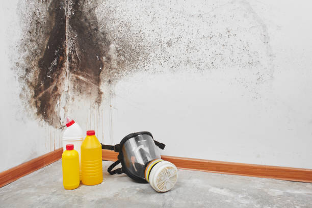 Best Attic Mold Removal  in Crown Pot, IN