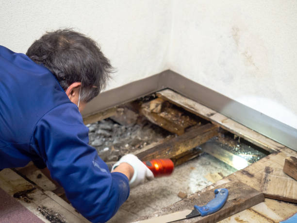 Best Certified Mold Removal  in Crown Pot, IN