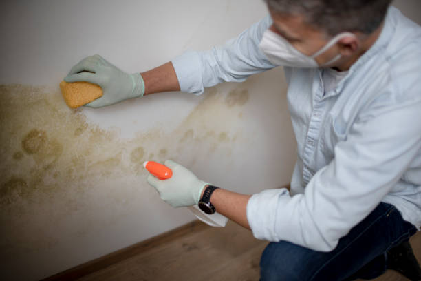Home Mold Removal in Crown Point, IN