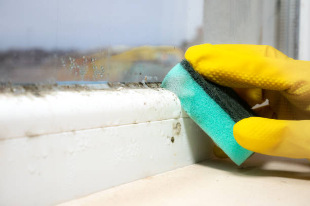 Best Emergency Mold Removal  in Crown Pot, IN