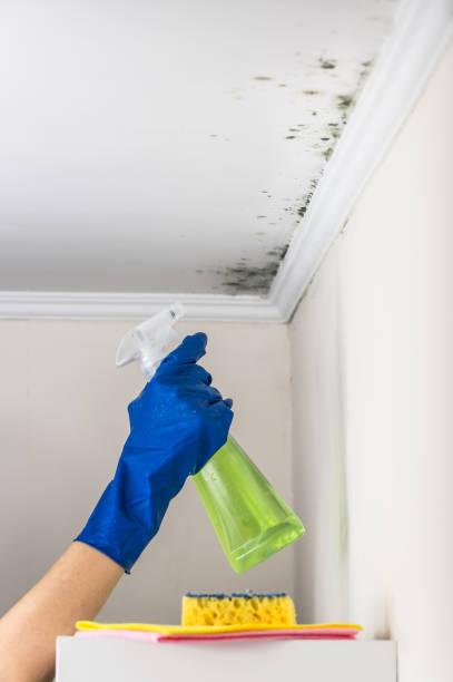 Best Attic Mold Removal  in Crown Pot, IN